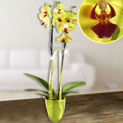 Gelbe Orchidee im Glastopf