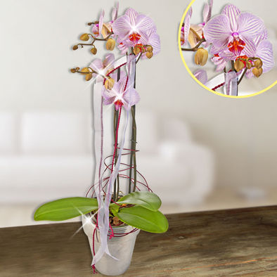 Rosa Orchidee im Silbertopf