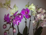 Orchideen zum Valentinstag