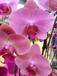 gesunde Blüten der Phalaenopsis Orchidee