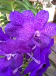 Vanda Orchidee