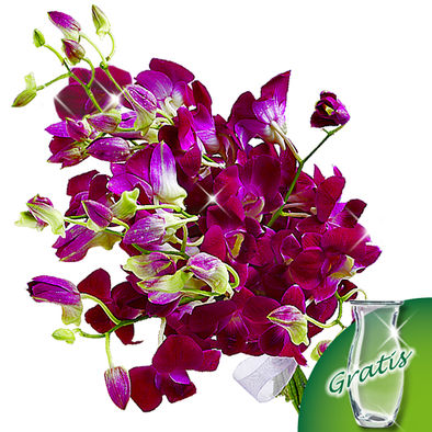 10 Orchideen im Bund=