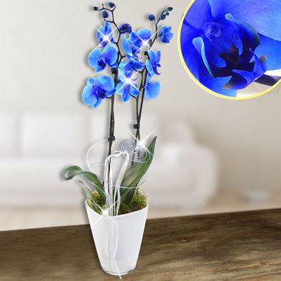 Blaue edel Orchidee im Glastopf