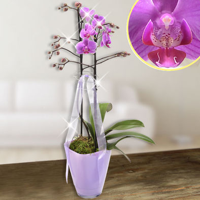 Lila Orchidee im Glastopf