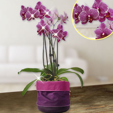 Lila Orchidee im Emsa Softbag