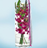 Orchideentraum mit Vase