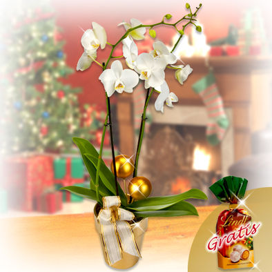 Weihnachts Orchidee im Topf