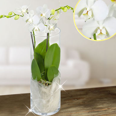 Weißer Orchideentraum
