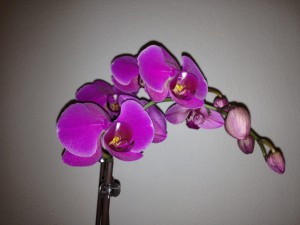 Lila Orchidee