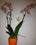 Orange Orchidee