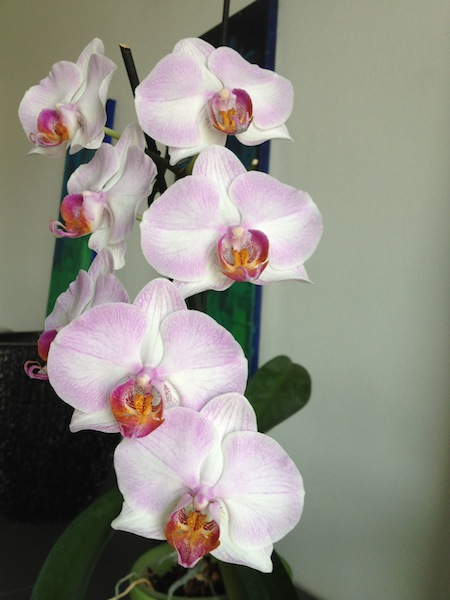 Orchideen online kaufen - der Orchideenversand