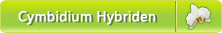 Cymbidium Hybriden