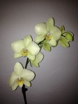 Phalaenopsis Orchidee gelb