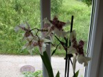 Orchidee am Fenster