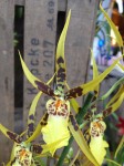 Brassia Orchidee
