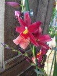 Odontoglossum Orchidee