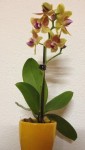 Orchidee zu Silvester