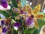 Zygopetalum Orchidee