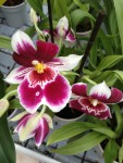 Miltonia Orchidee