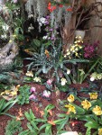 Orchideenverein Ausstellung 2