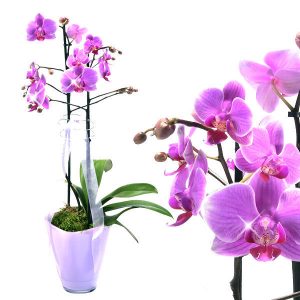pinke Orchidee kaufen
